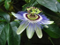 image of flower