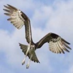 image of bird