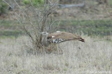 image of bustard