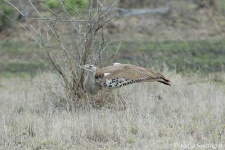 image of bustard #30