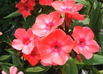image of flower