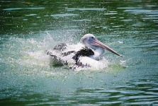 image of pelican