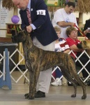 image of great_dane