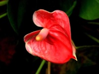 image of flower