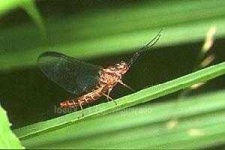 image of mayfly