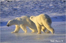 image of ice_bear