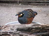 image of ruffed_grouse #21