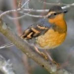 image of bird