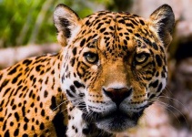 image of jaguar_car
