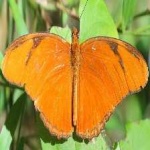 image of animal