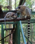 image of madagascar_cat