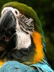 image of macaw