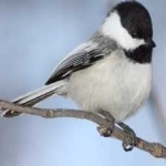 image of bird