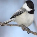 image of black_capped_chickadee #15