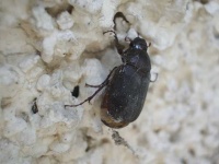 image of cockroach