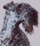 image of kerry_blue_terrier