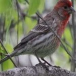 image of bird