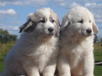 image of great_pyrenees