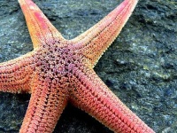 image of starfish
