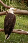 image of bald_eagle