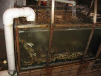 image of dungeness_crab