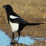 image of bird