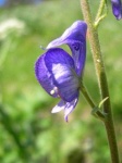 image of flower