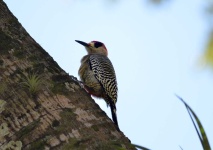 image of woodpecker #0