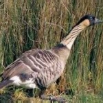 image of bird