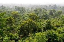 image of rainforest
