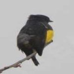 image of bird