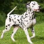 image of animal
