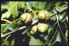 image of acorn