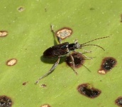 image of long_horned_beetle