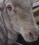 image of animal