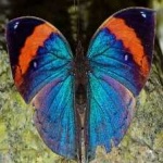 image of orange_butterfly #23