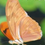 image of animal