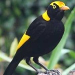 image of bird