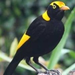 image of regent_bowerbird #16