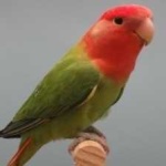 image of bird