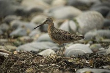 image of dowitcher