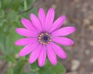 image of flower