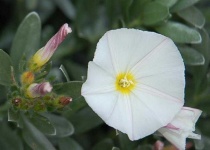 image of flower