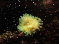 image of sea_anemone