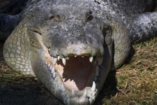 image of animal