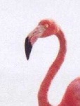 image of animal
