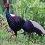 image of bird