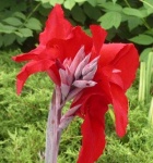 image of flower