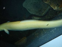 image of eel