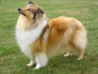 image of collie